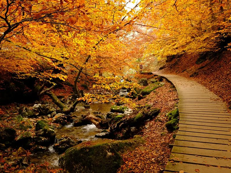 Bosque otoñal con un sendero de madera.